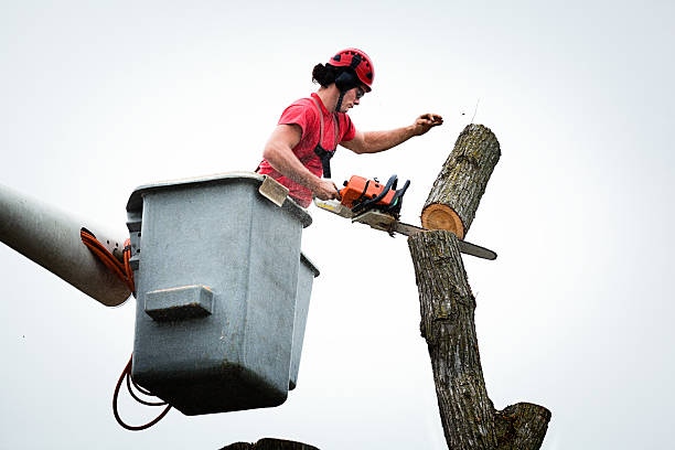 Best Fruit Tree Pruning  in Richmond, KY